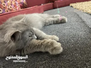  2 قطط للتبني