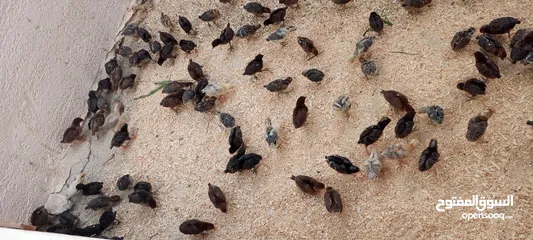  1 صيصان بلدي ومطروحي لوهمان فيومي عمر شهر