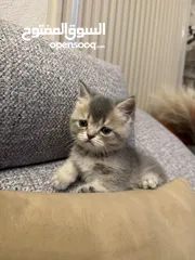 2 قطط سكوتش فولد للبيع