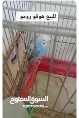  1 جوزين حب للبيع