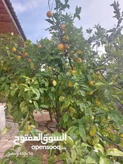  20 مزرعه فاخره تل الرمان منطقه مزارع الخير