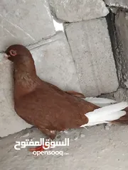  2 حمامي مسود احمر