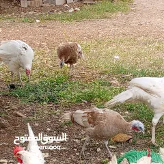  2 خمس حبات حبش بالصلاة على النبي محمد
