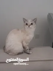  2 قطط للتبني