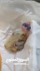  19 Cockateil chicks : small  and big chicks for hand taming
