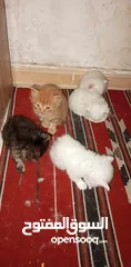  5 اربع قطط صغار مع الام . شيرازي للبيع