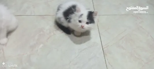  1 قطط شيرازي مون فيس.  _للتبني مون فيس جميلين