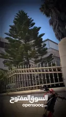  3 بسكليت كهربائية للبيع نوع ماستروو