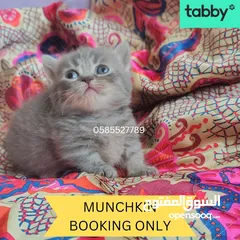  4 Munchkin rughugger kittens available in Dubai by European breeder