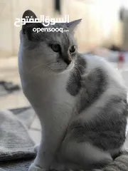  2 قطة انثى اليفة