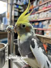  1 كوكتيل ذكر متكلم عرض قوي عالسعر شوف الوصف