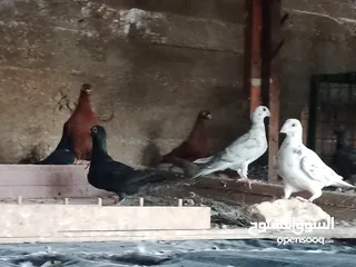  23 انواع حمام مشكلة للبيع