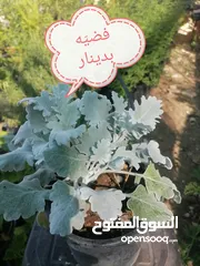  17 اشتال للبيع يتوفر اشتال منوعه وجميله
