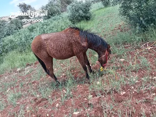  5 مهر نخب العمر 10 شهور وهادي ودم حامي