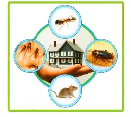  6 خدمة مكافحة الحشرات والتنظيف