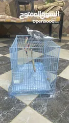  5 كروان على السوم