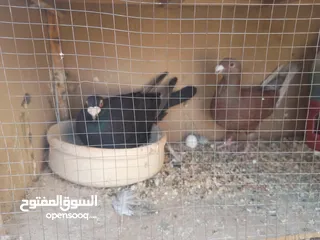  12 حمام كش وزق حمام حلوه للبيع سعر مغري سبب  محتاج مصاري عشان اعيد من الاخر يعني