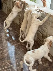  2 جراء صيد للبيع..سيتر