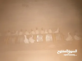  3 حمام نوع ارباش اذا بدك بلدي موجود اذا بدك امبندق موجود