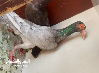  18 حمام للبيع