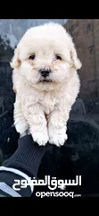 2 Pure Maltese Terrier puppies, small sizes, two and a half months old, very playful They were very pl