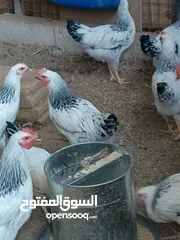  8 دجاج سايكس إنجليزي