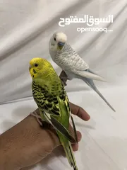  1 Friendly Parrot couple زوج