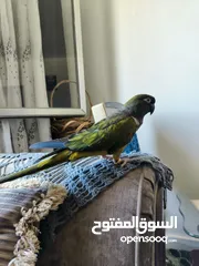  5 ببغاء بتنجونيا من الببغاوات النادره اليف جدا عجينه بطلع على اليد وعلى الكتف هدد داخل البيت ثوب كامل
