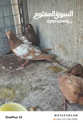  22 11 جوز مساويد، كشامره هومرات محيرات بواز مزهورات اسطنابله