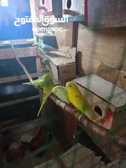  1 طيور حب نظيفات