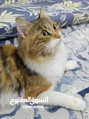  1 قطه للبيع شيرازي... السعر 75 الف وبيهه مجال