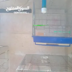  7 قفاص بحال الوكاله لتواصل الزرقاء