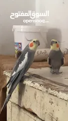  2 ‏ببغاء كوكتيل فيهم مجال بالسعر