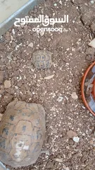 2 سلاحف شماليه  حبه وسط وحبه صغيره