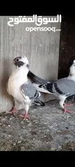  5 فرخيين اسطنابله للبيع