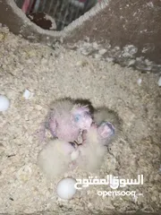  11 موجود جواز كوكتيل شغال ومنتجة تحتهم فراخ واشي بيض وقفاص مستعمله وفراخ زق يدوي