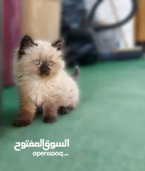  8 كتن  هملايا شوكلت بيور عمر شهرين ذكر وانثى