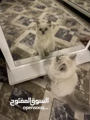  4 هملايا نقيه نثيه