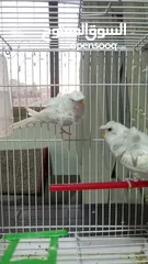  1 جوزين لاسونج البينو عين حمره زي الدم مستوى عالي وردات وكرست جوزين صحه ونظافة  بسعر مناسب