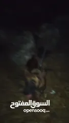  4 كلب ملينو دم حامي