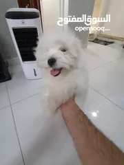  8 ذكر وانثى  فرنش تيرير عمر شهرين الأنثى والذكر سنتين puppy 2-months - French Terrier female & boy
