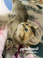  3 سكوتش جولدن ستريت Ny24