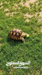  2 Healthy Sulcata tortoise