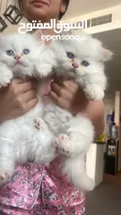  3 Kitten 60 days