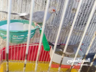  3 مجموعة طيور جواز كلها شغاله أن شاء الله