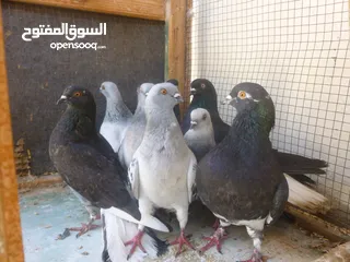  2 الكوم 70 فقط الحبة ليرتين فقط  حرق .... حرق .... حرق.... الموقع الكرك / الحسينية