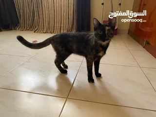  8 قطط للتبني  Cat for adoption