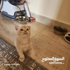  4 ذكر سكوتش فولد