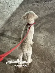  3 للبيع كلب بودل