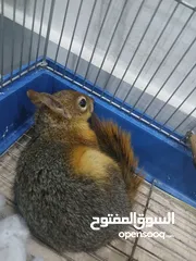  17 للبيع اليفة ونشطة وسهلة التربية عمر 7-6 اشهر بالصلاة على النبي لعشاق الحيوانات المميزة
